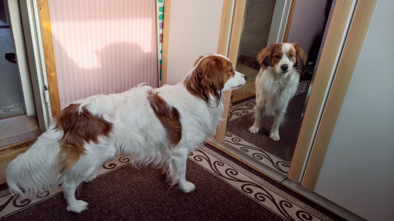 Kooikerhondje