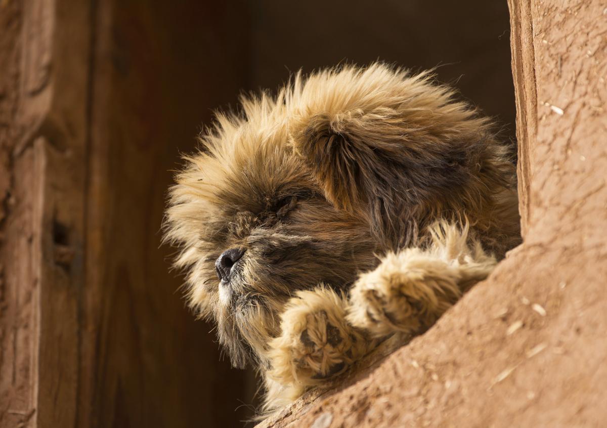 Image of Affenpinscher