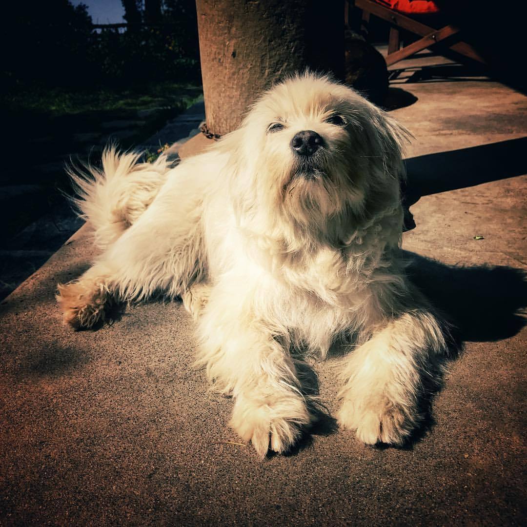 Image of Tibetan Terrier