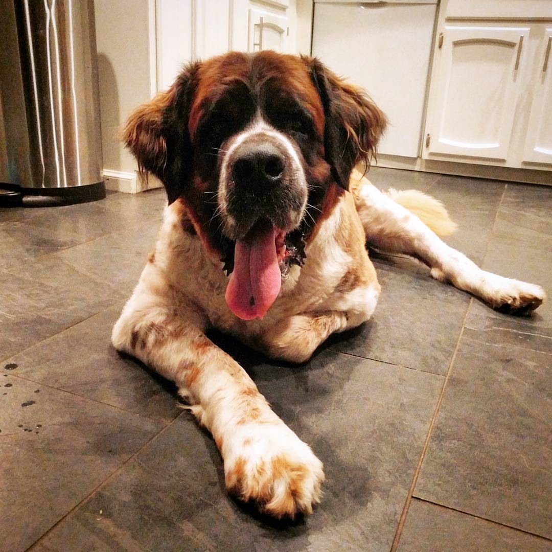 Saint Bernard