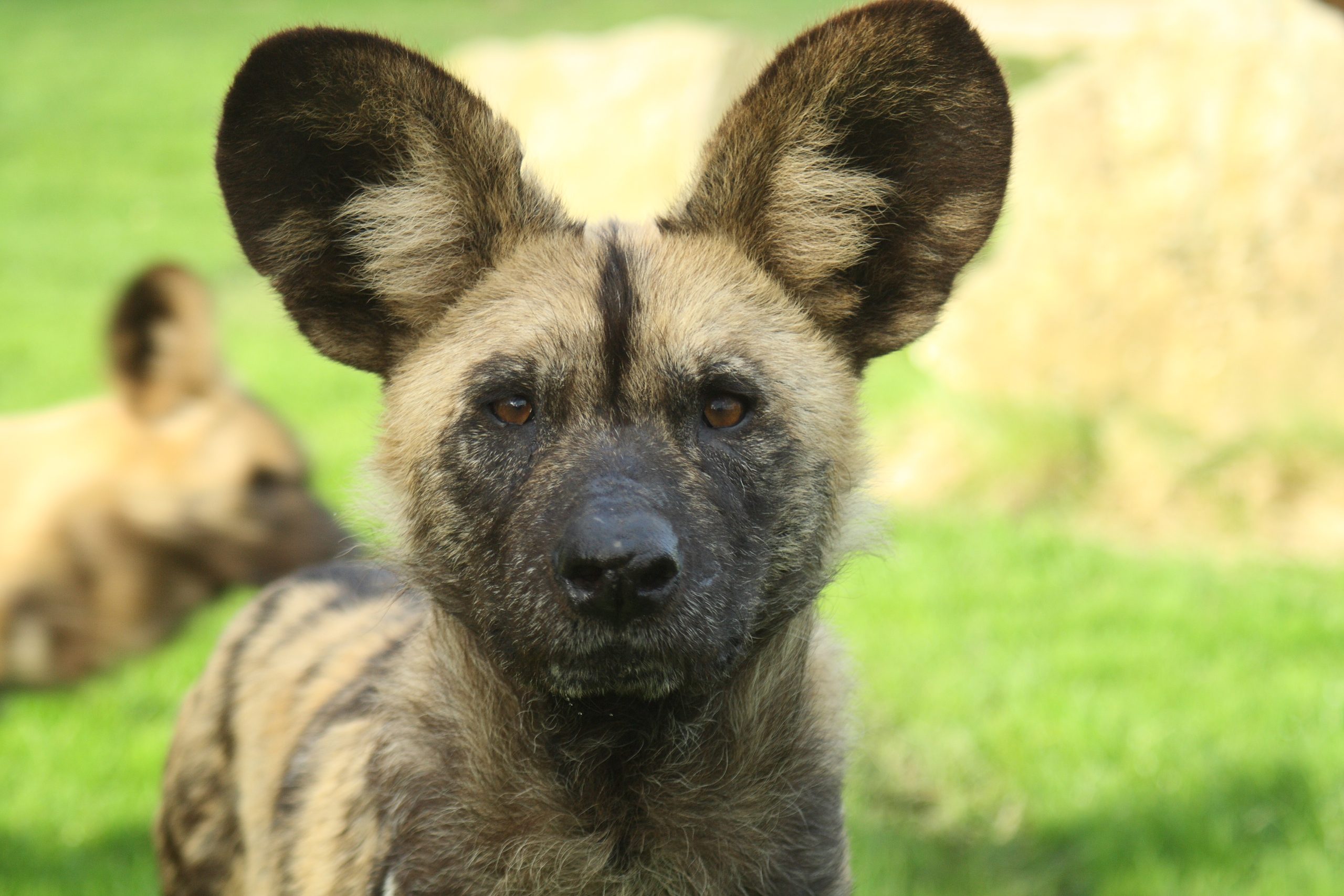 African Hunting Dog