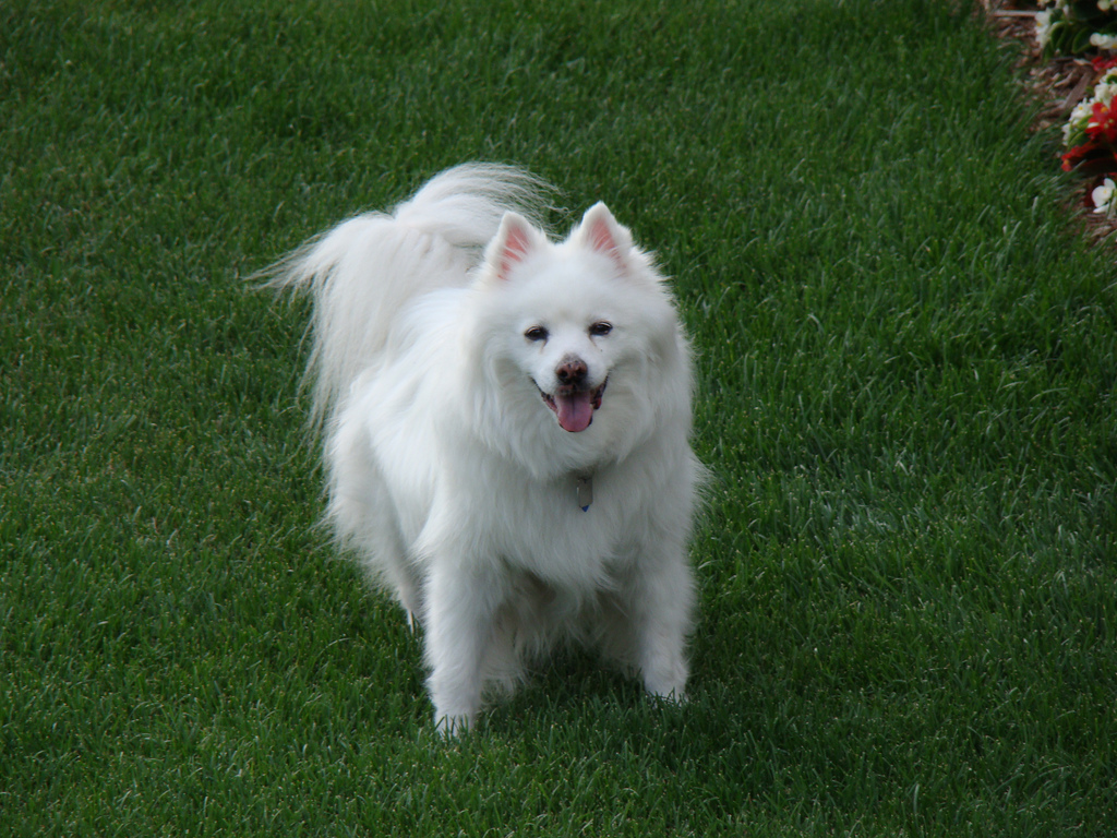 Image of American Eskimo Dog