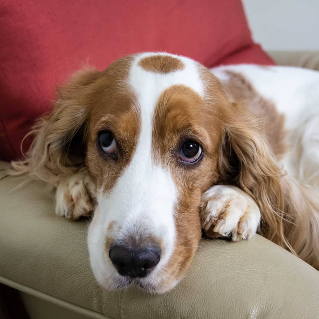 Image of Cocker Spaniel