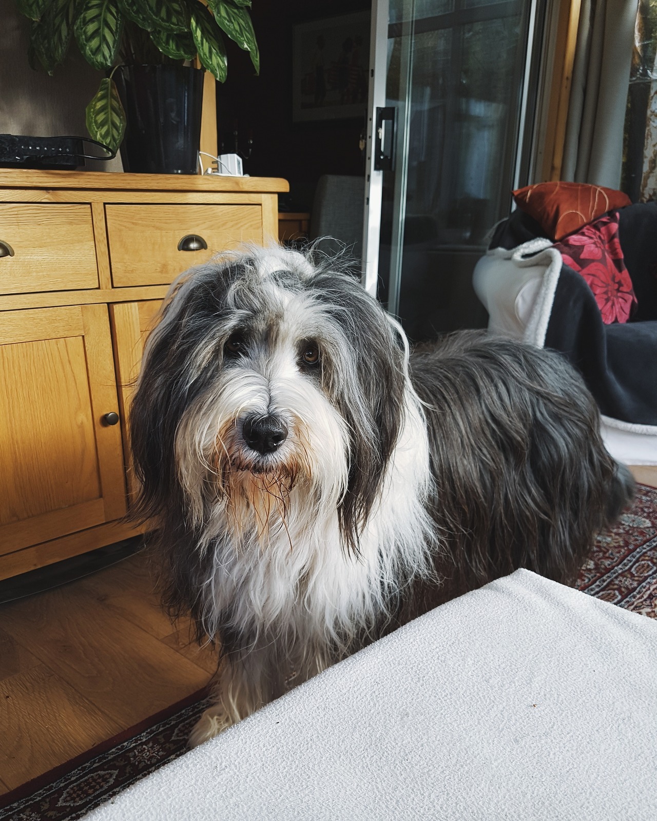 Bearded Collie