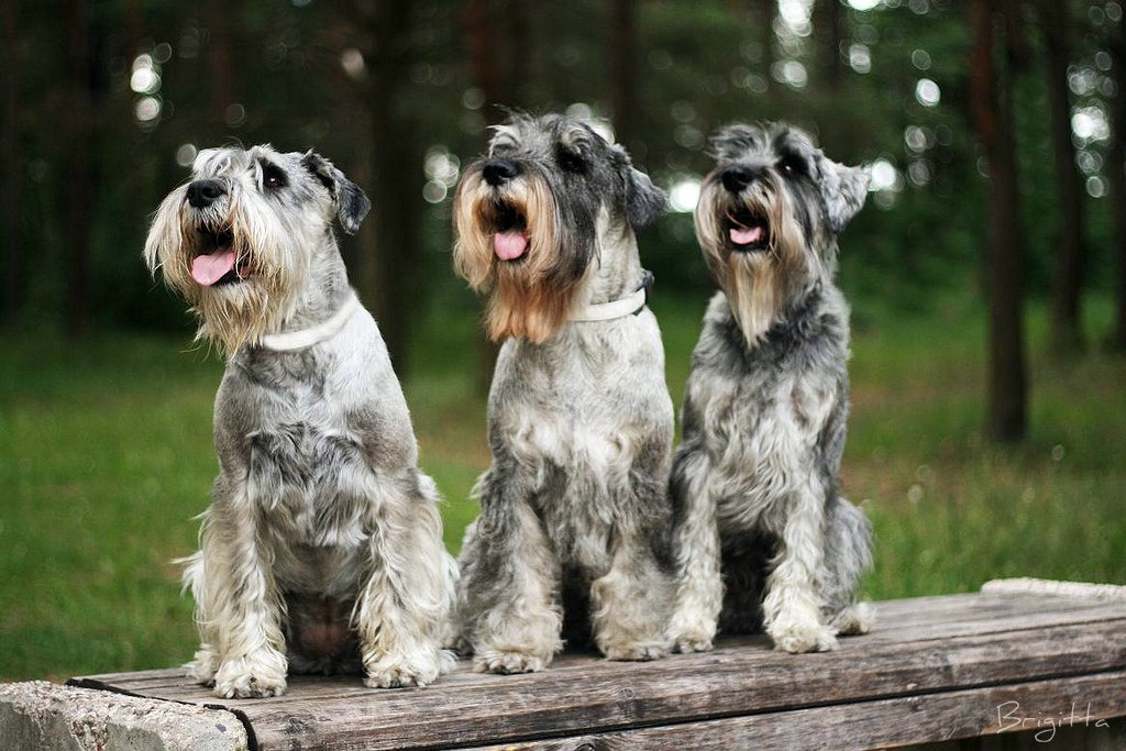 Standard Schnauzer