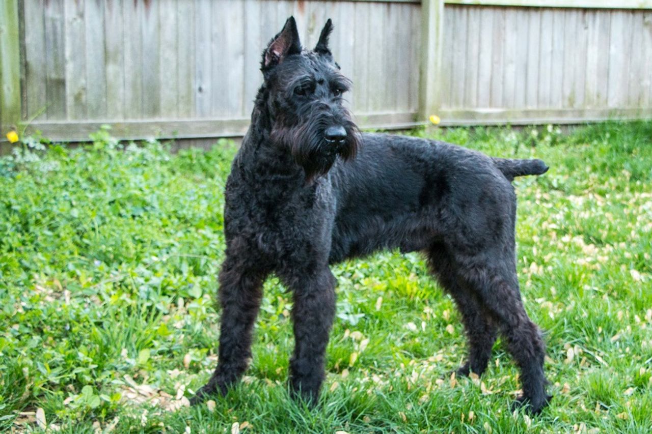 Giant Schnauzer