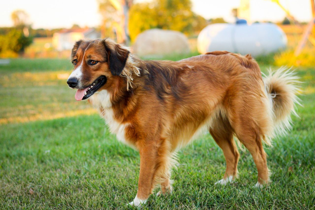 English Shepherd