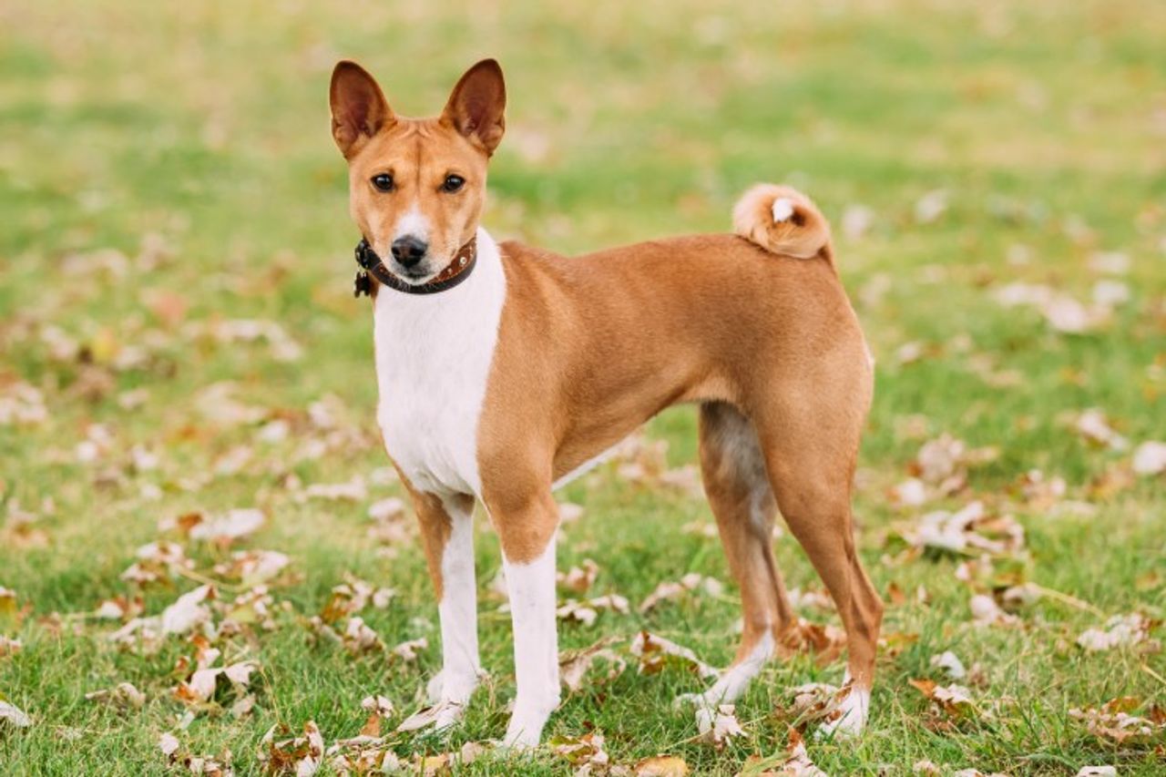 Basenji