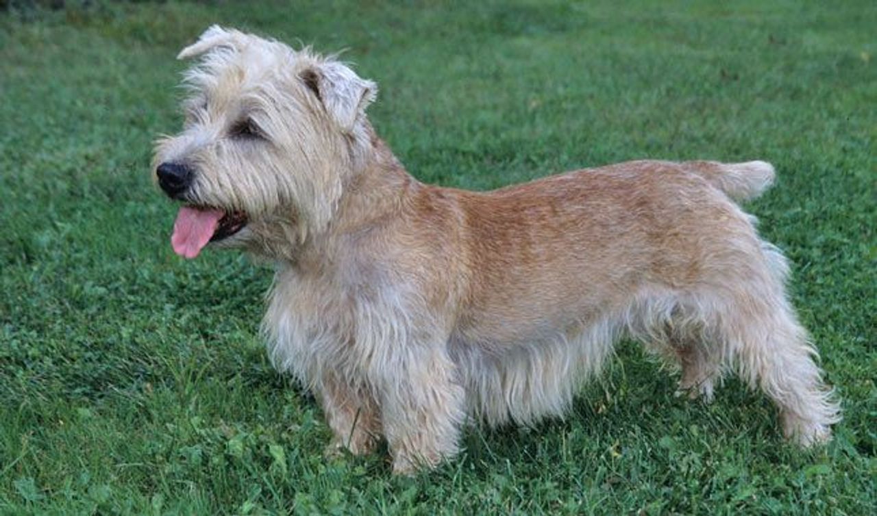 Glen of Imaal Terrier