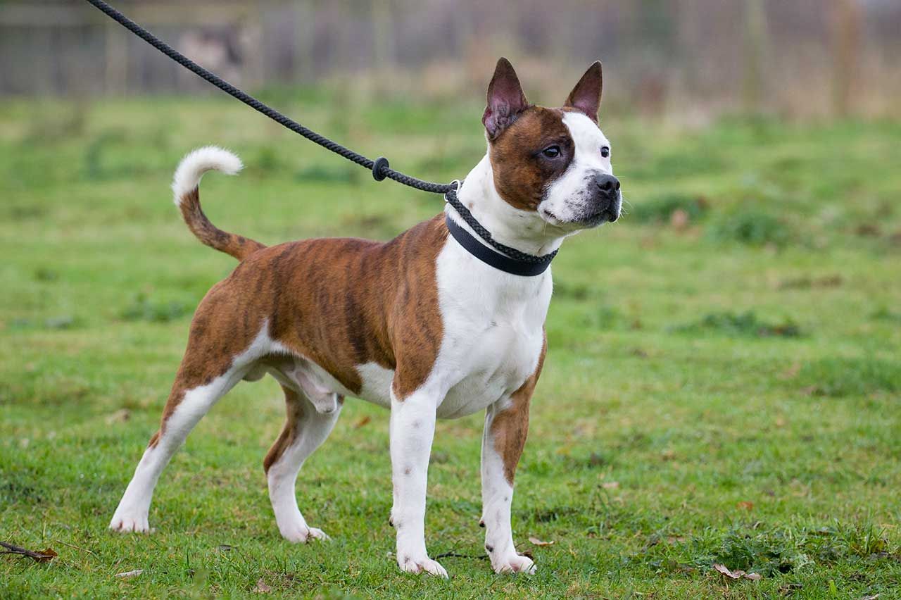 Staffordshire Bull Terrier