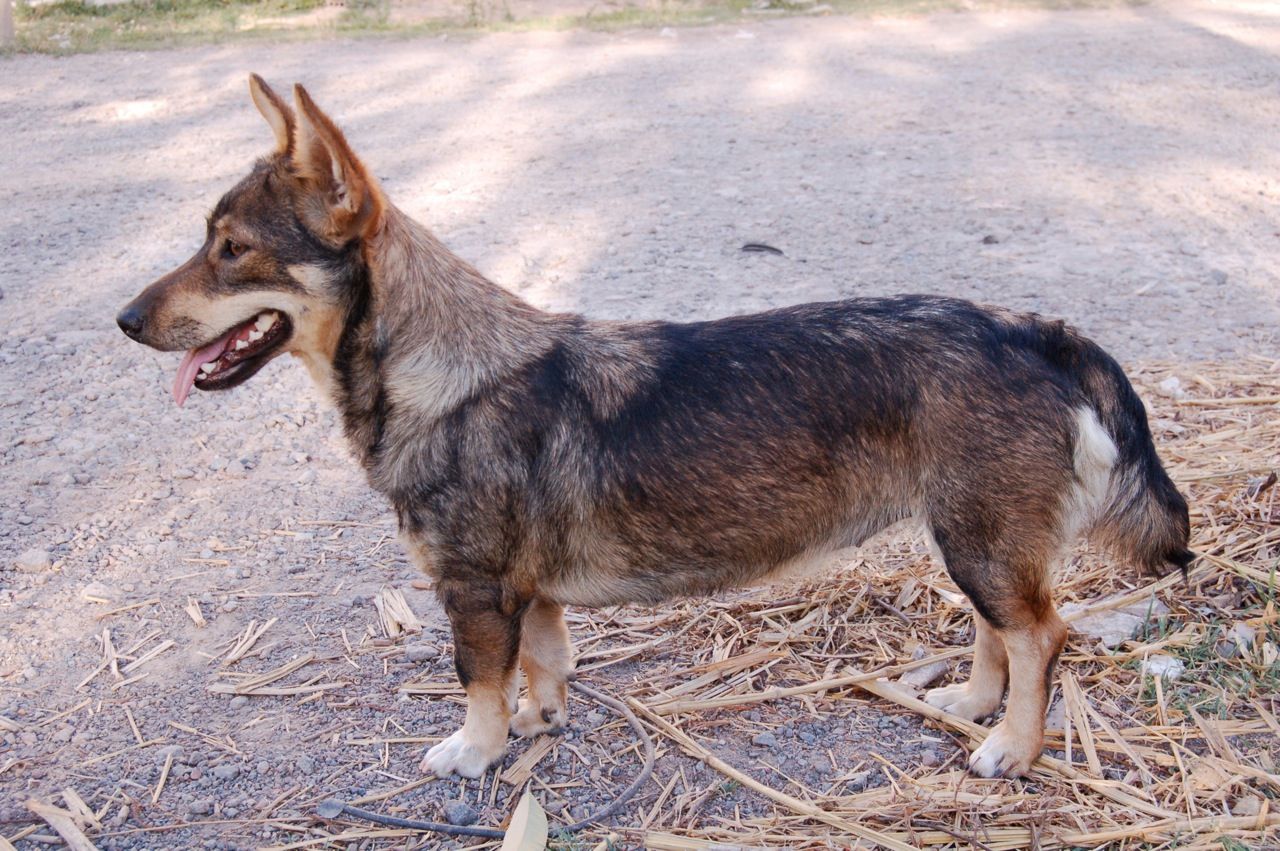 Swedish Vallhund