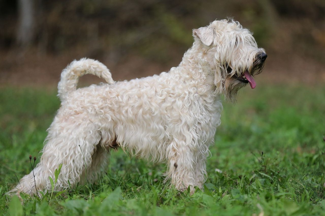 Soft Coated Wheaten Terrier