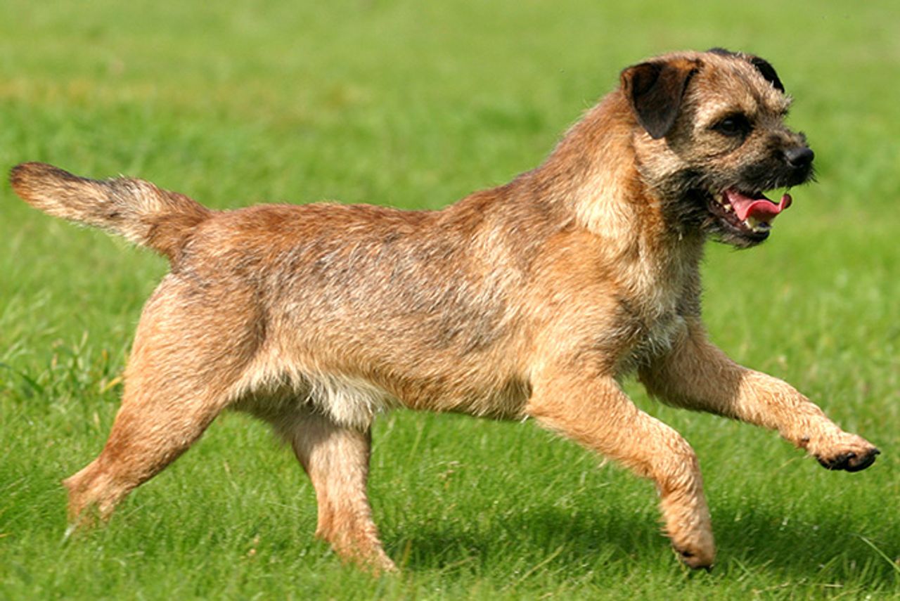 Border Terrier