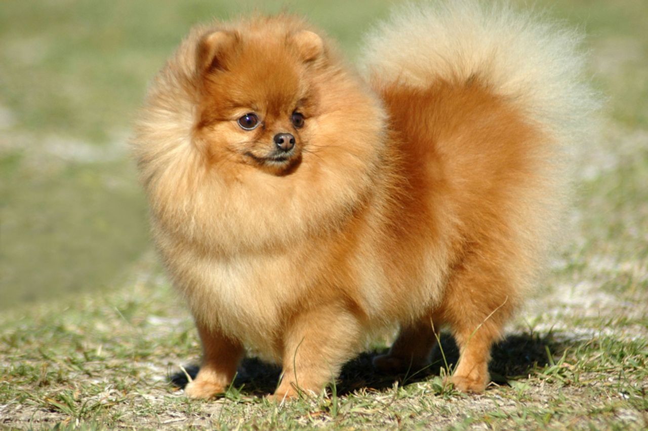 Pomeranian