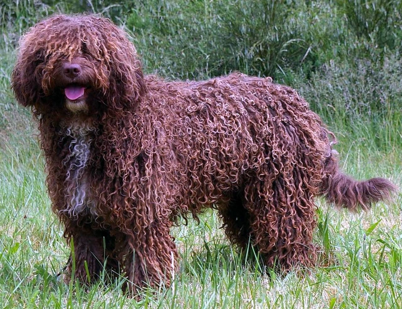 Spanish Water Dog