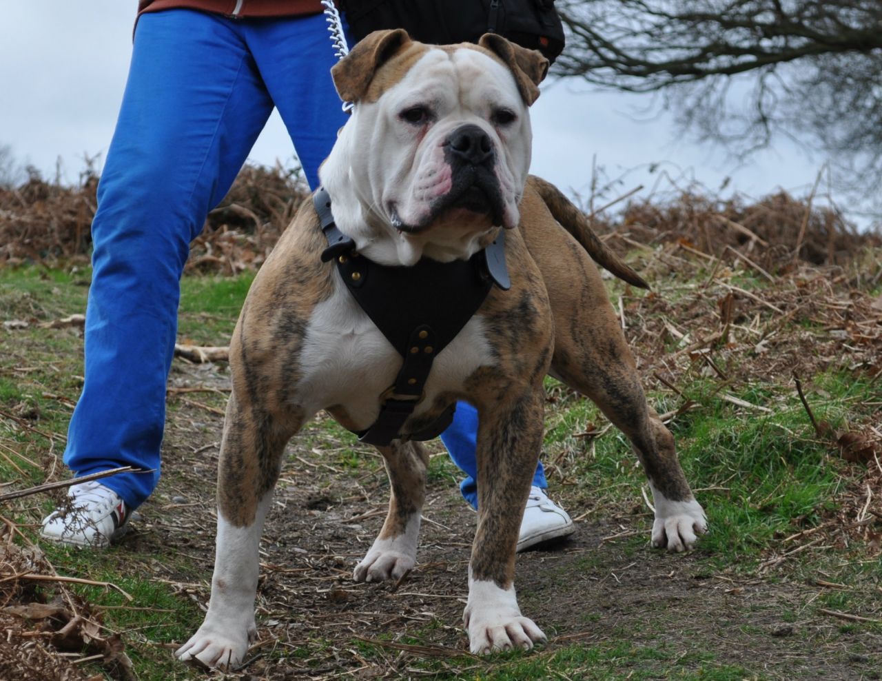 Alapaha Blue Blood Bulldog