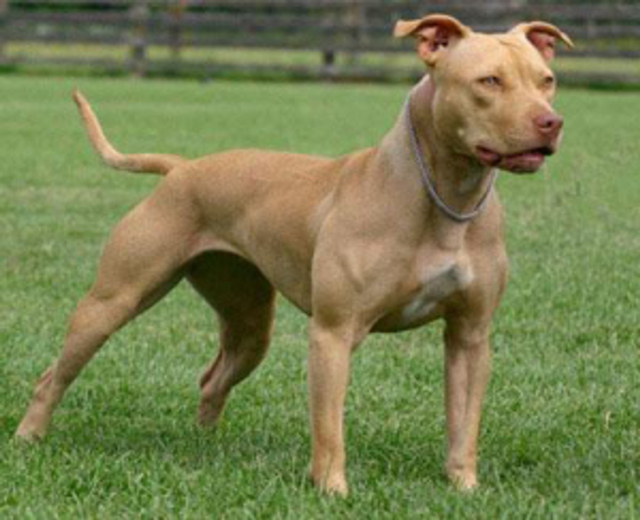 American Pit Bull Terrier