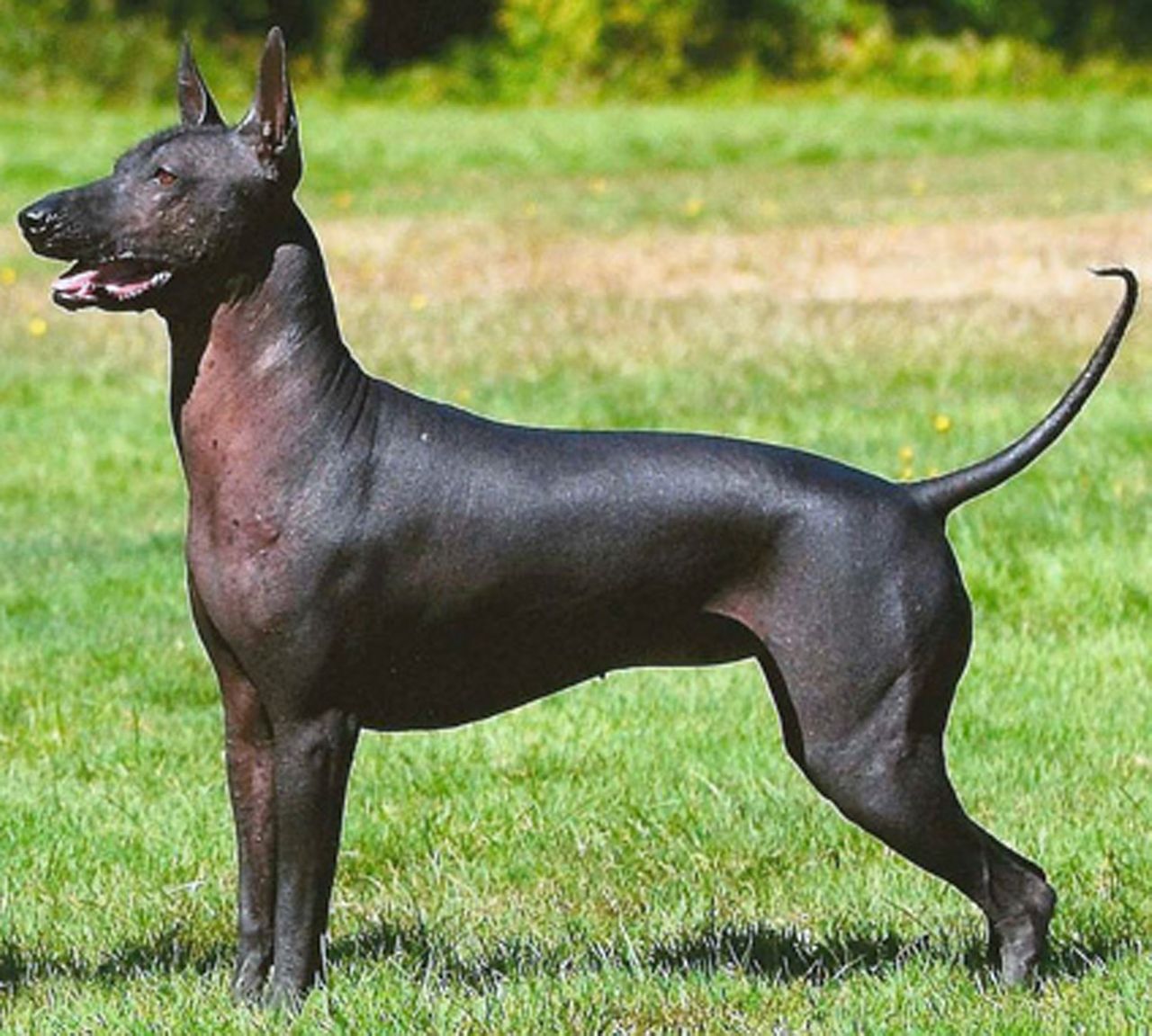 Xoloitzcuintli