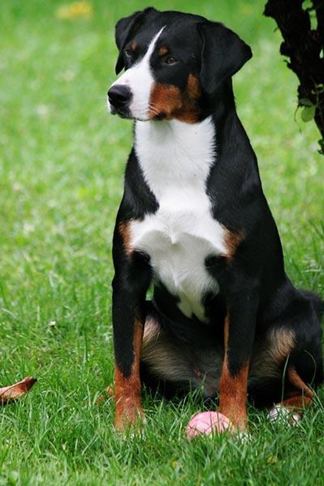 Appenzeller Sennenhund