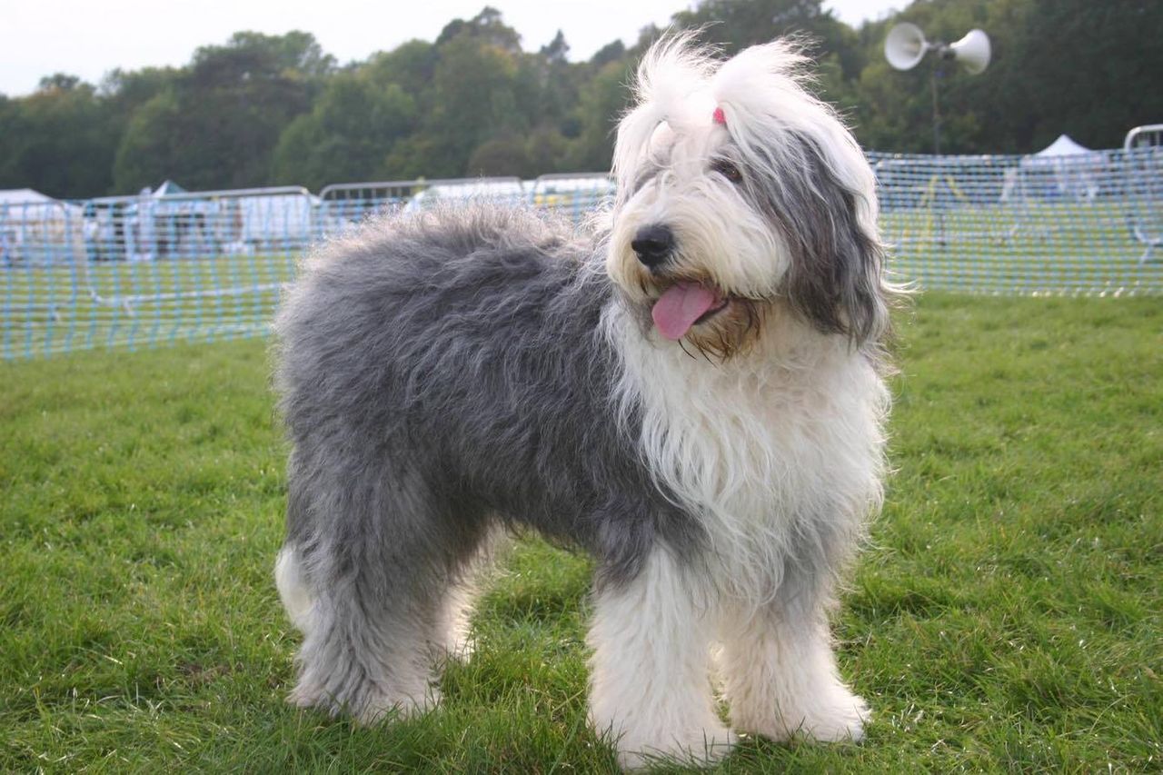 Old English Sheepdog