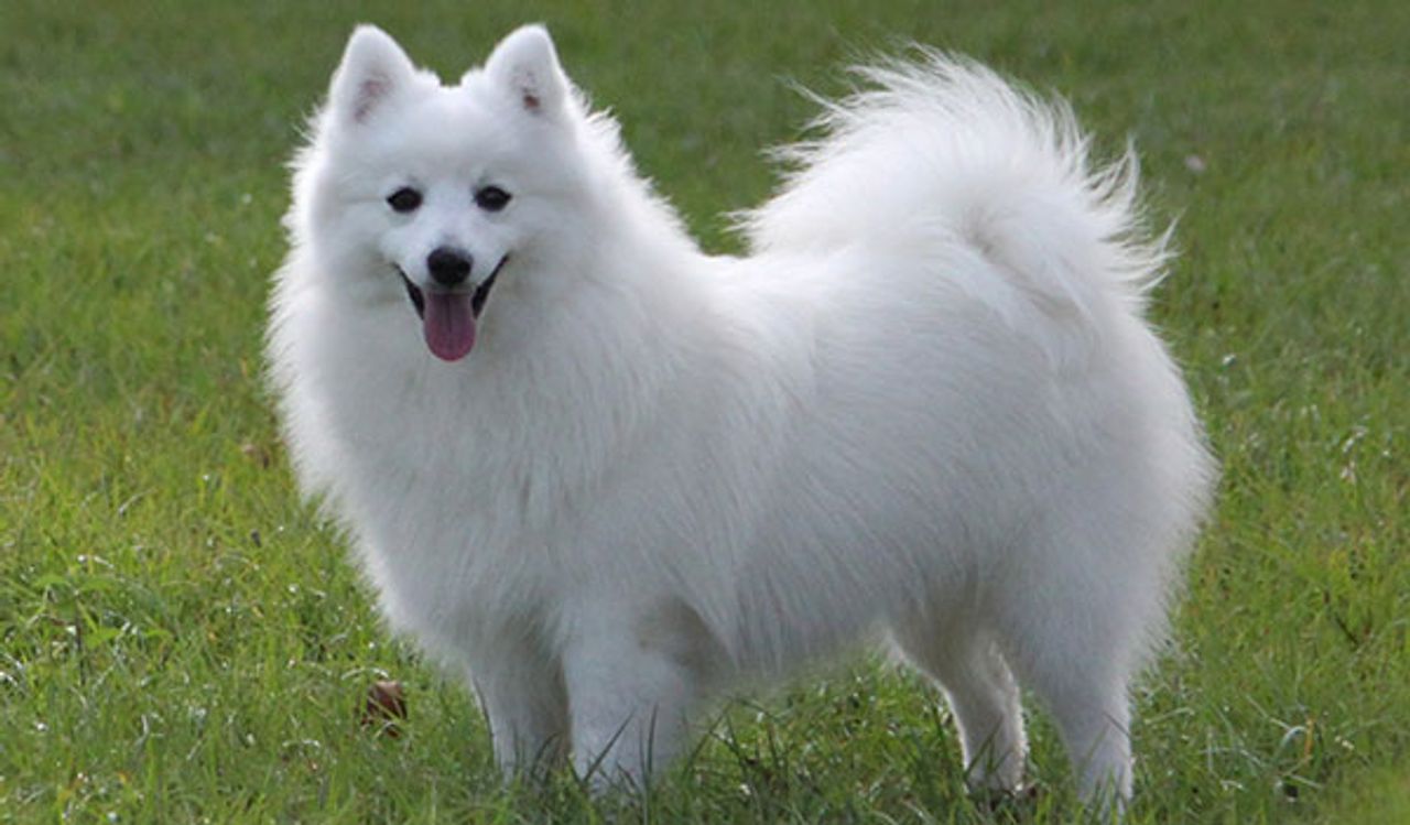 Japanese Spitz