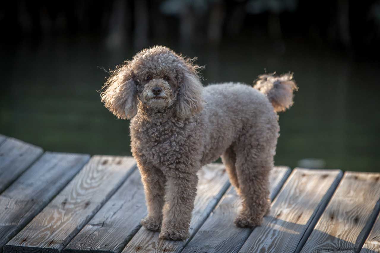 Poodle (Miniature)