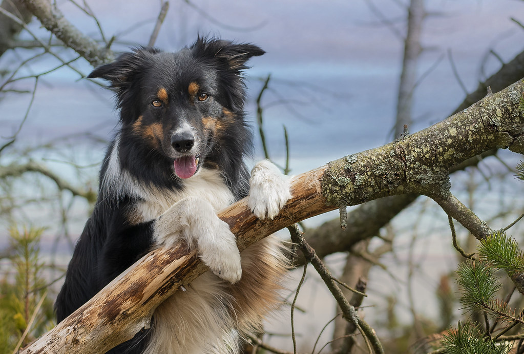 Border Collie