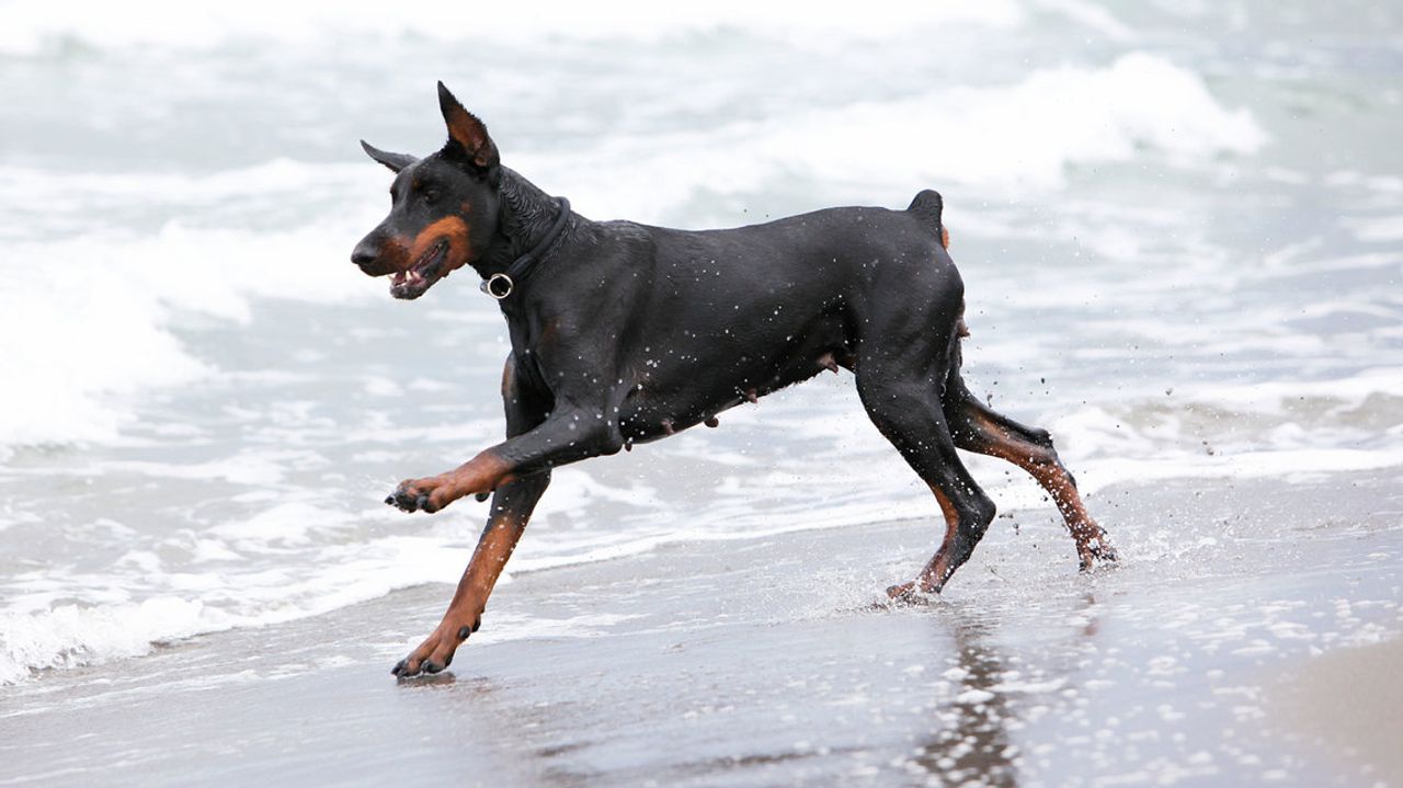 Doberman Pinscher