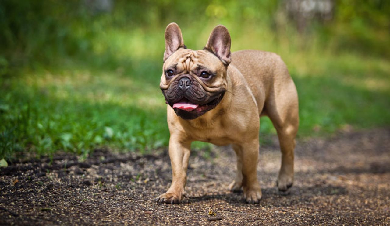 French Bulldog