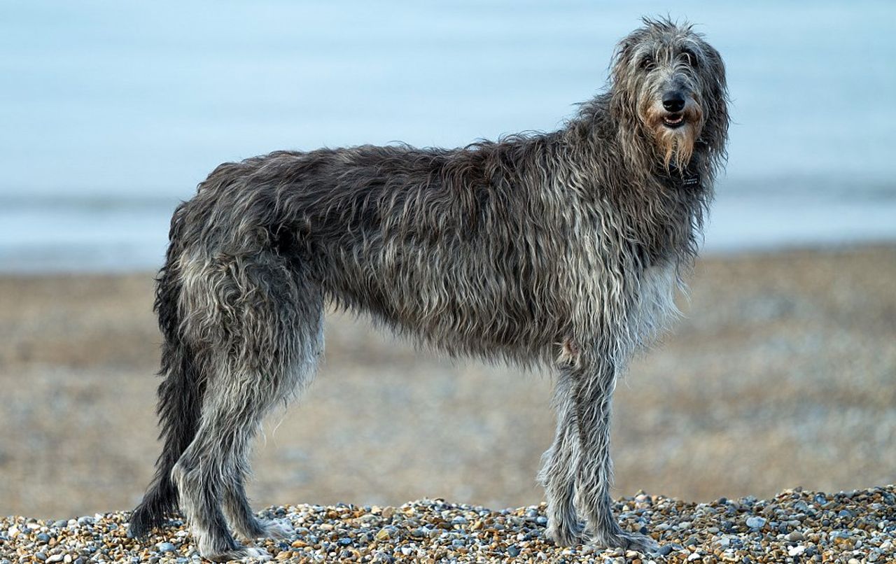 Irish Wolfhound