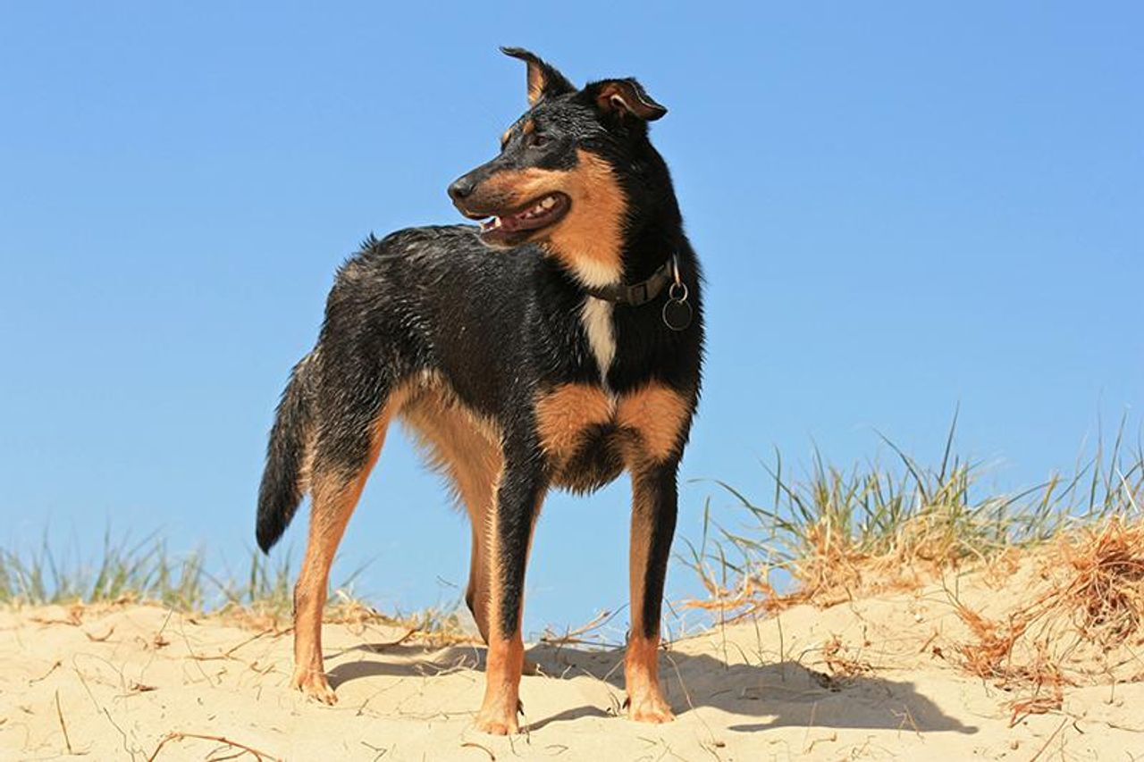 Australian Kelpie