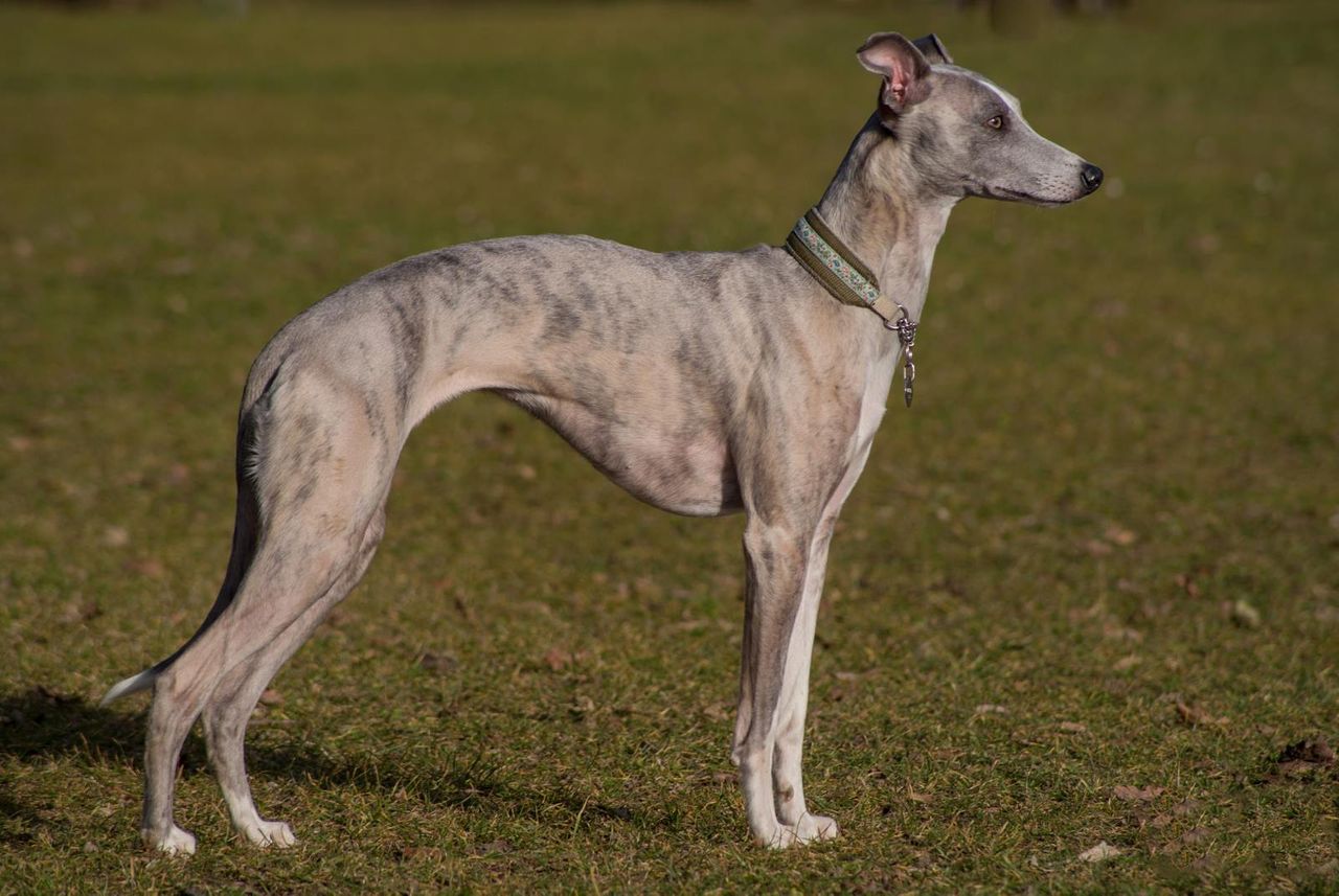 Whippet