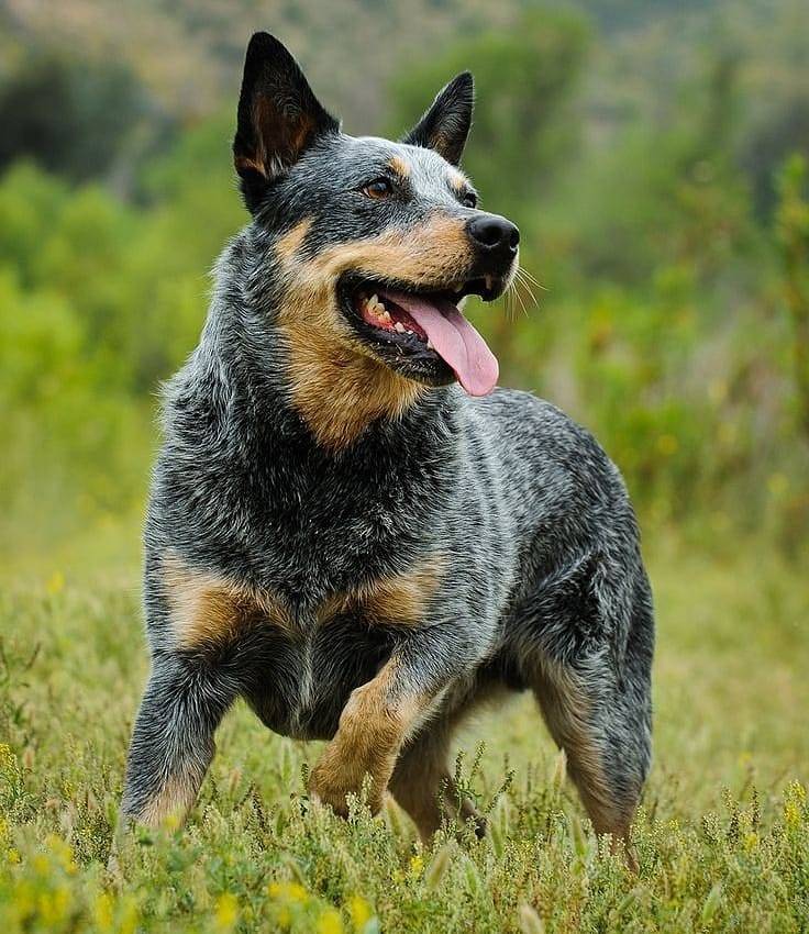 Image of Australian Cattle Dog