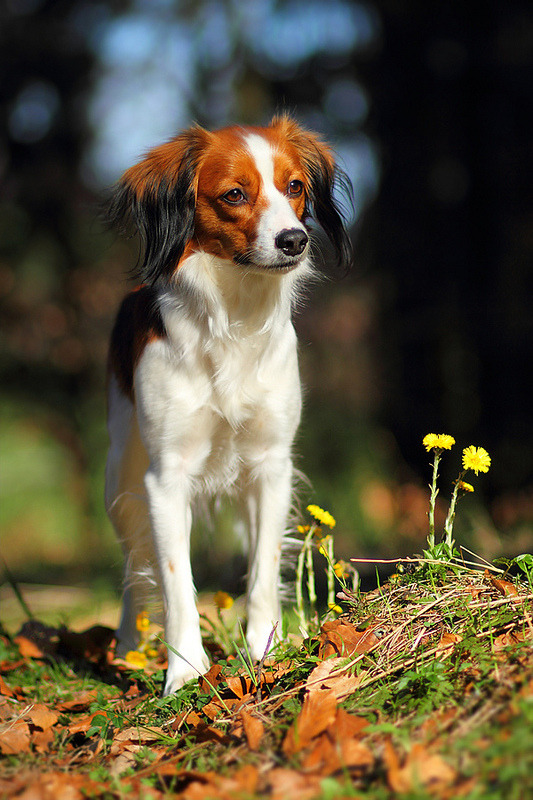 Image of Kooikerhondje