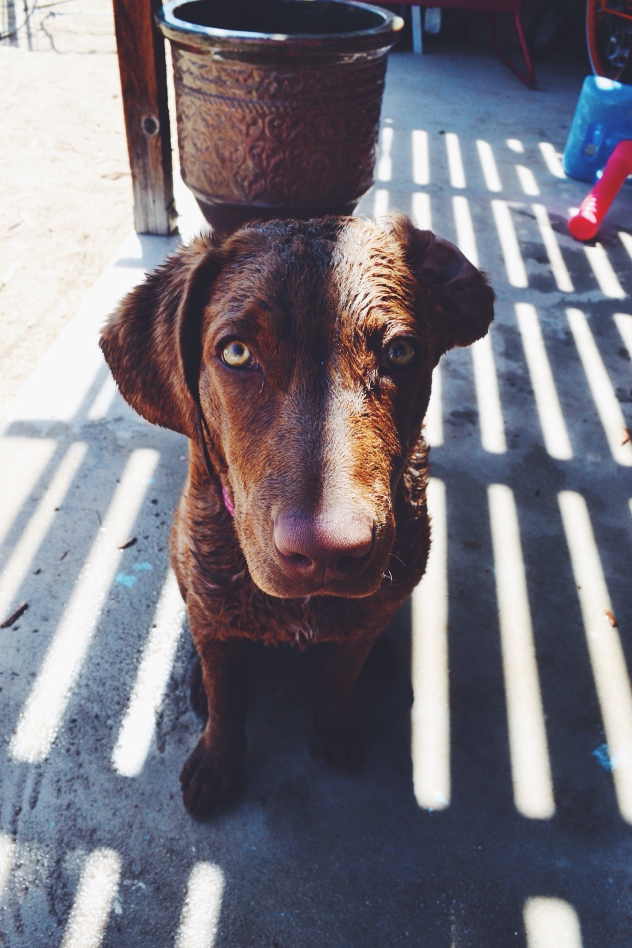 Chesapeake Bay Retriever