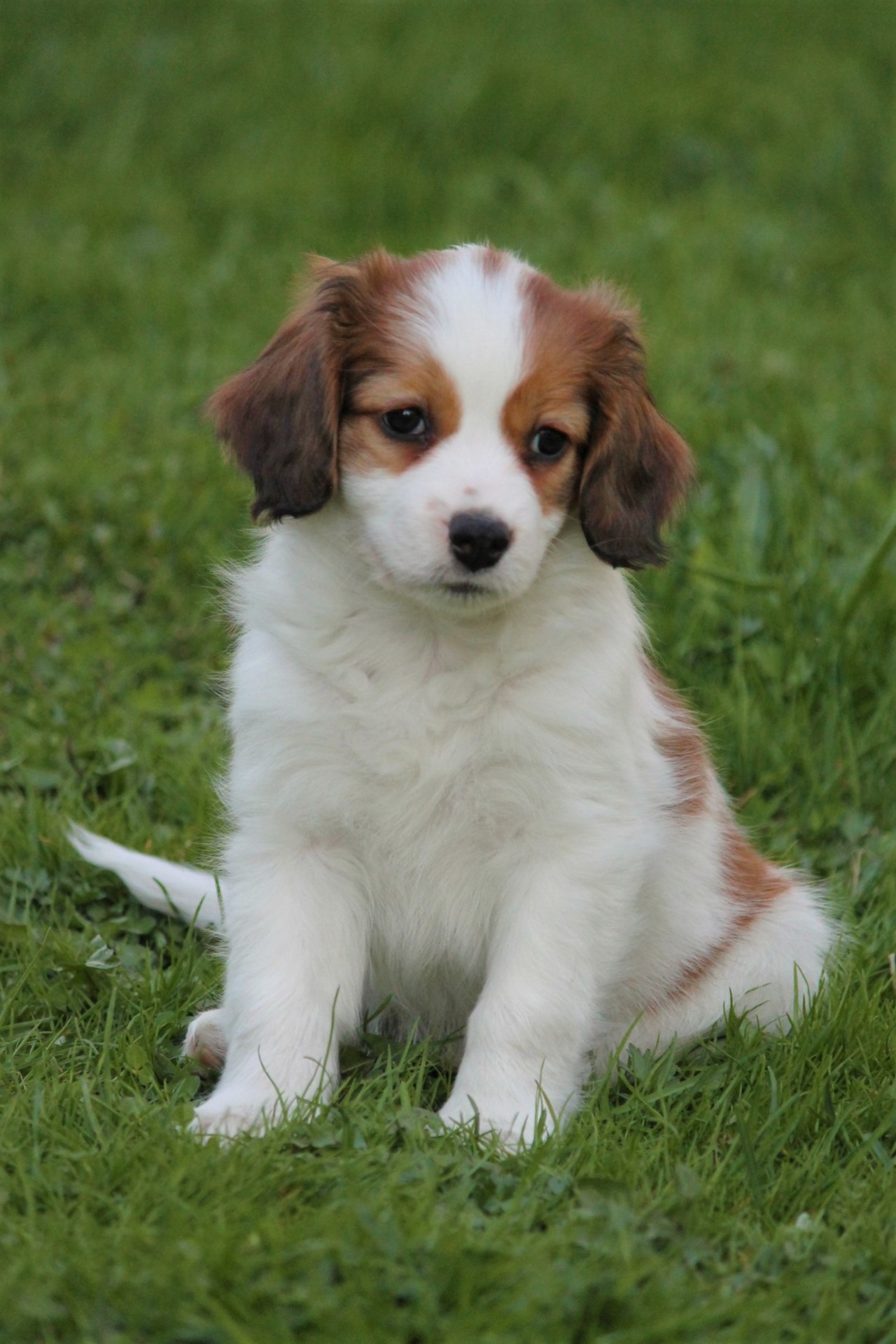 Kooikerhondje