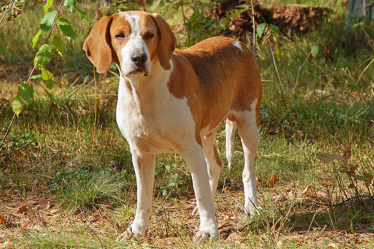 American Foxhound