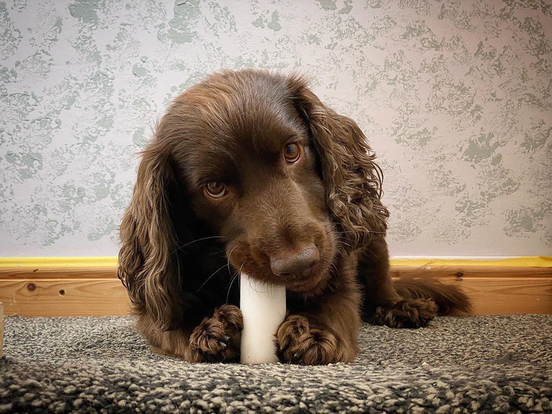 Image of Cocker Spaniel