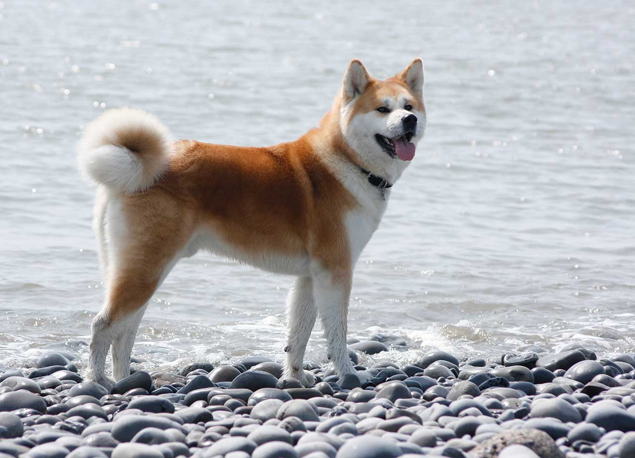 Image of Akita