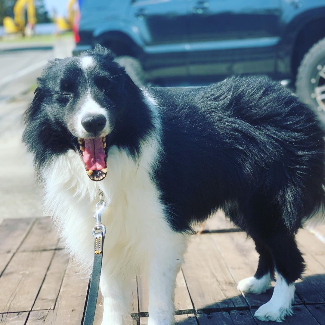 Image of Border Collie