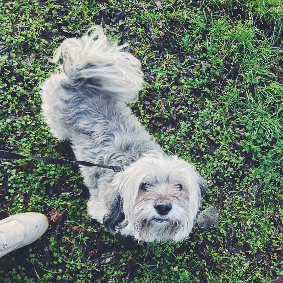 Image of Tibetan Terrier