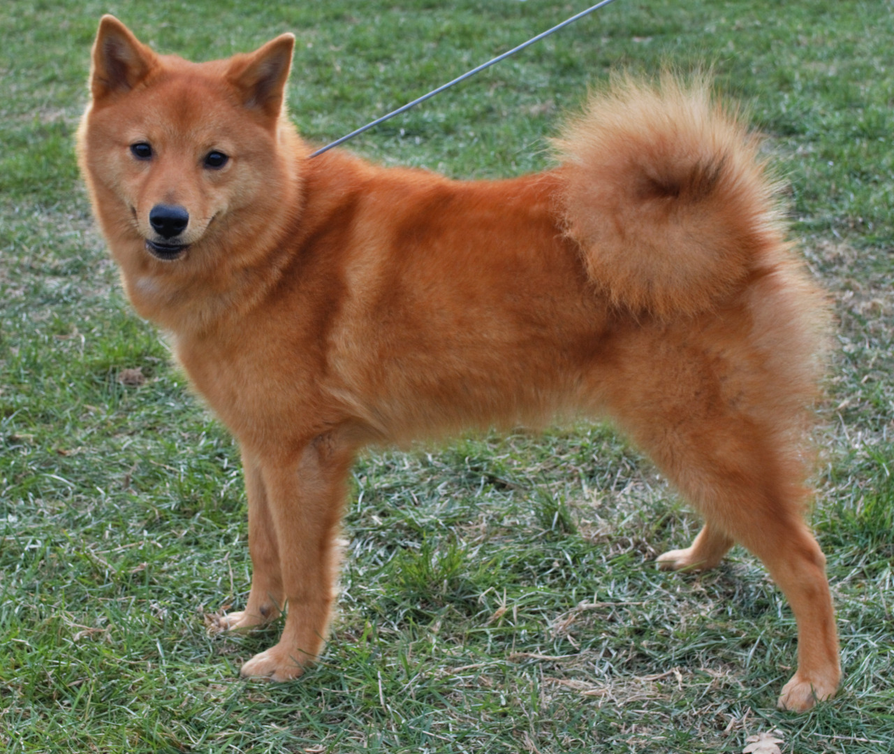 Image of Finnish Spitz