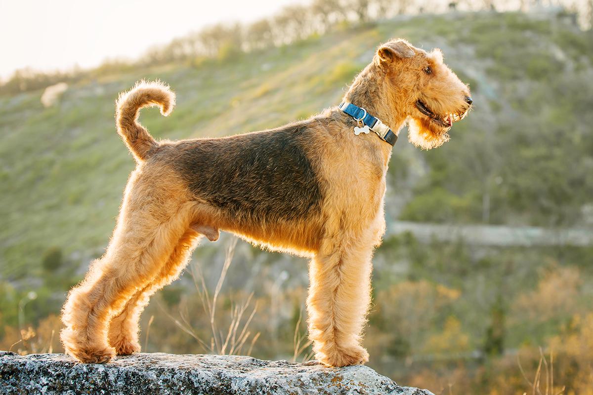 Image of Airedale Terrier