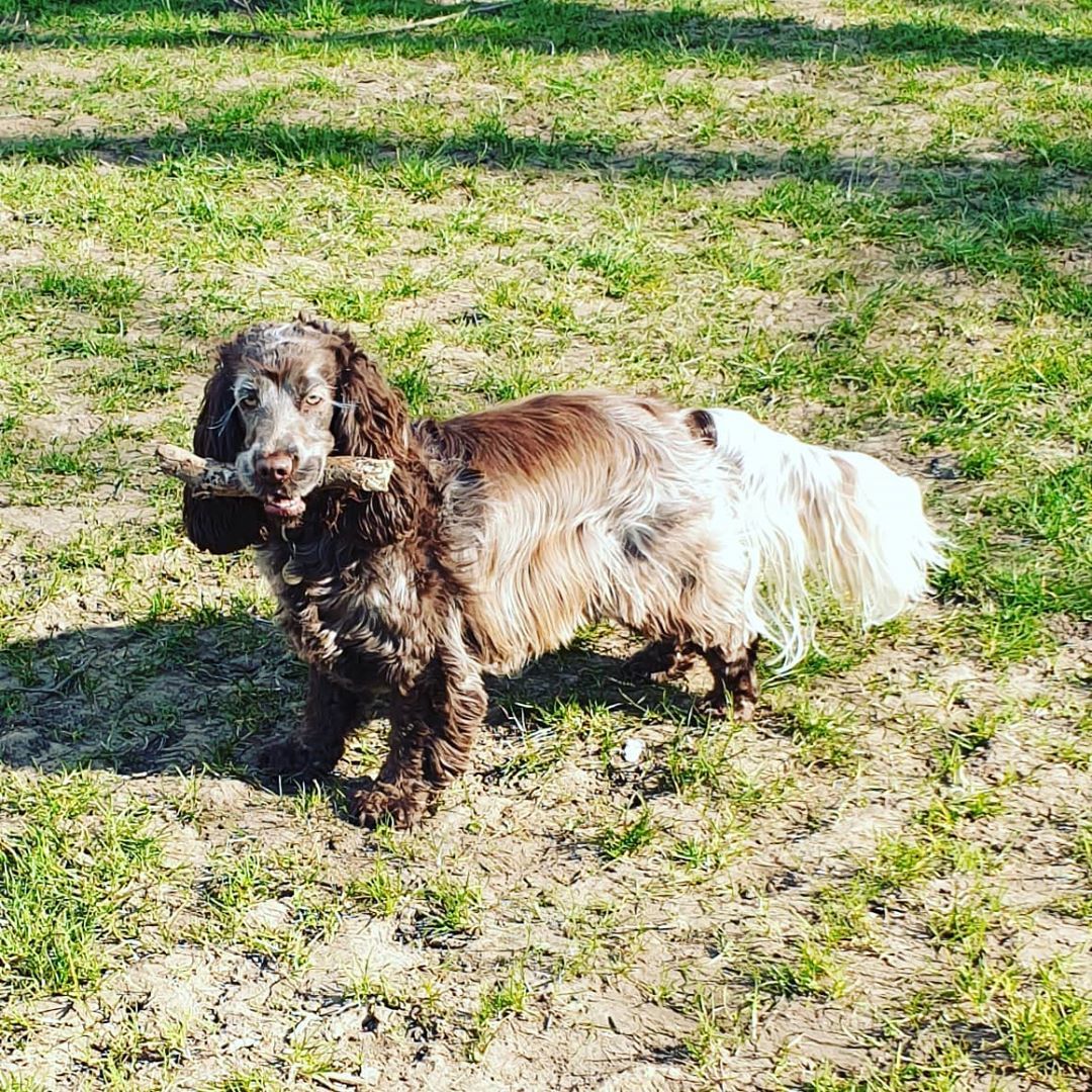 Cocker Spaniel