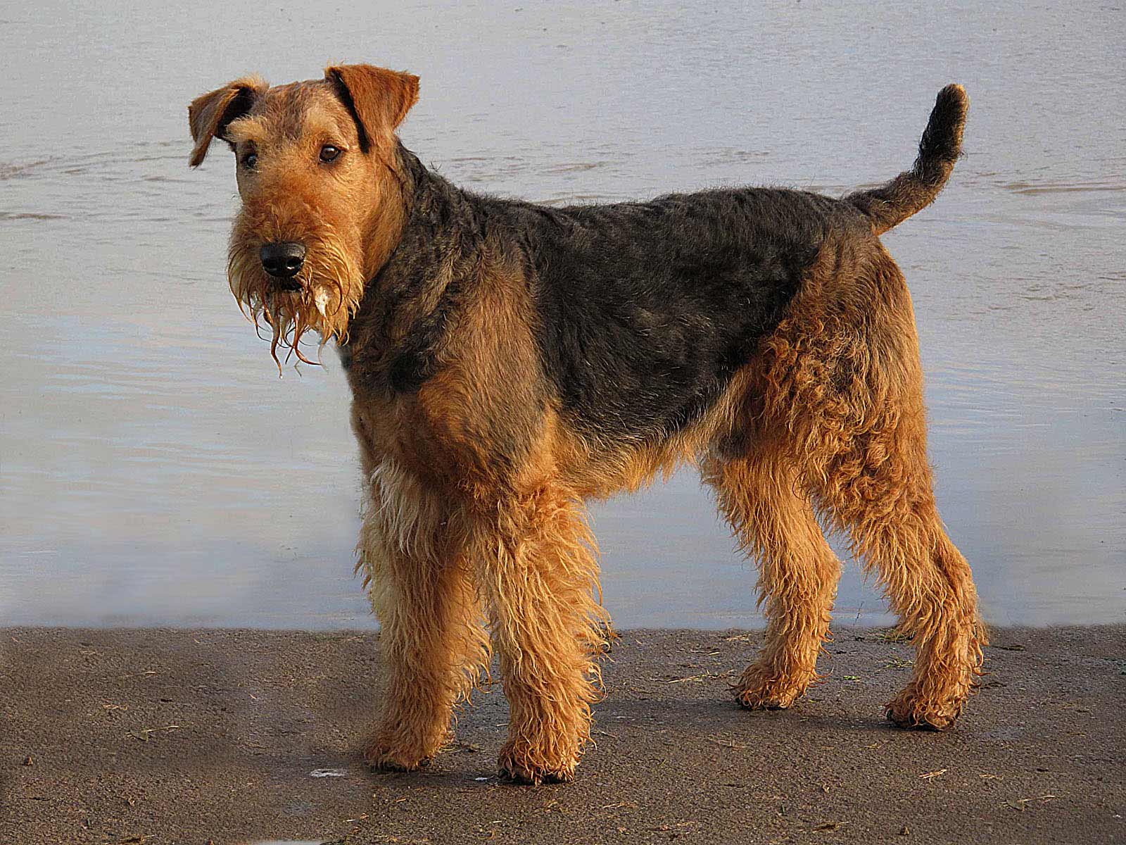 Image of Airedale Terrier