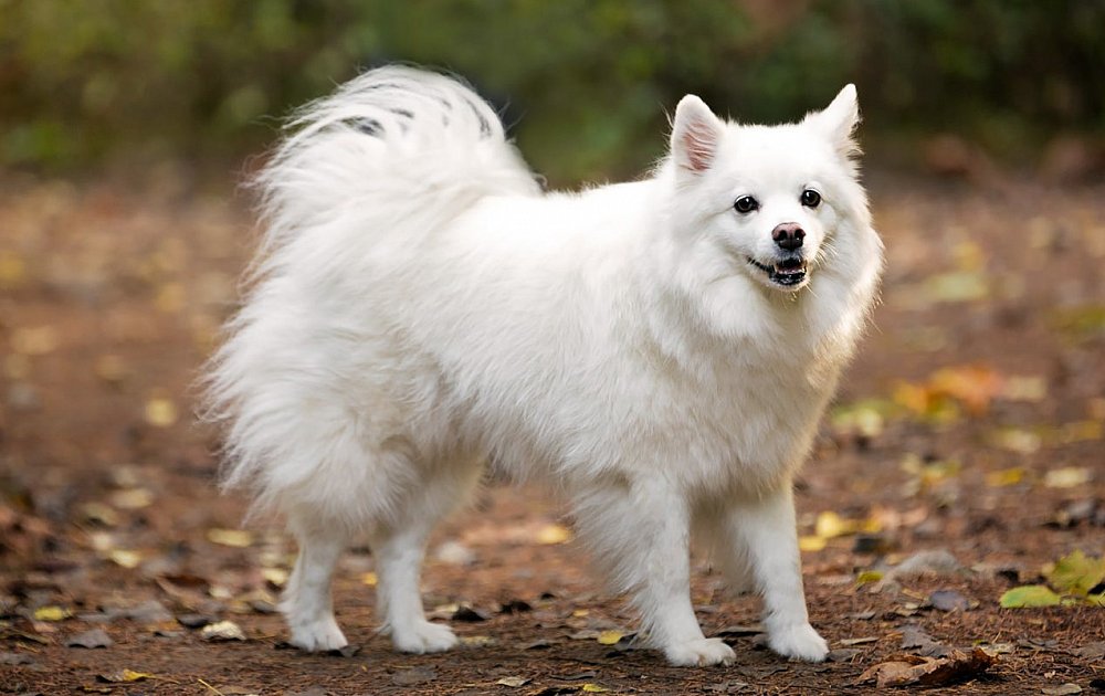 American Eskimo Dog (Miniature)