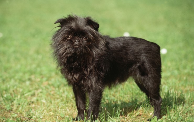 Image of Affenpinscher