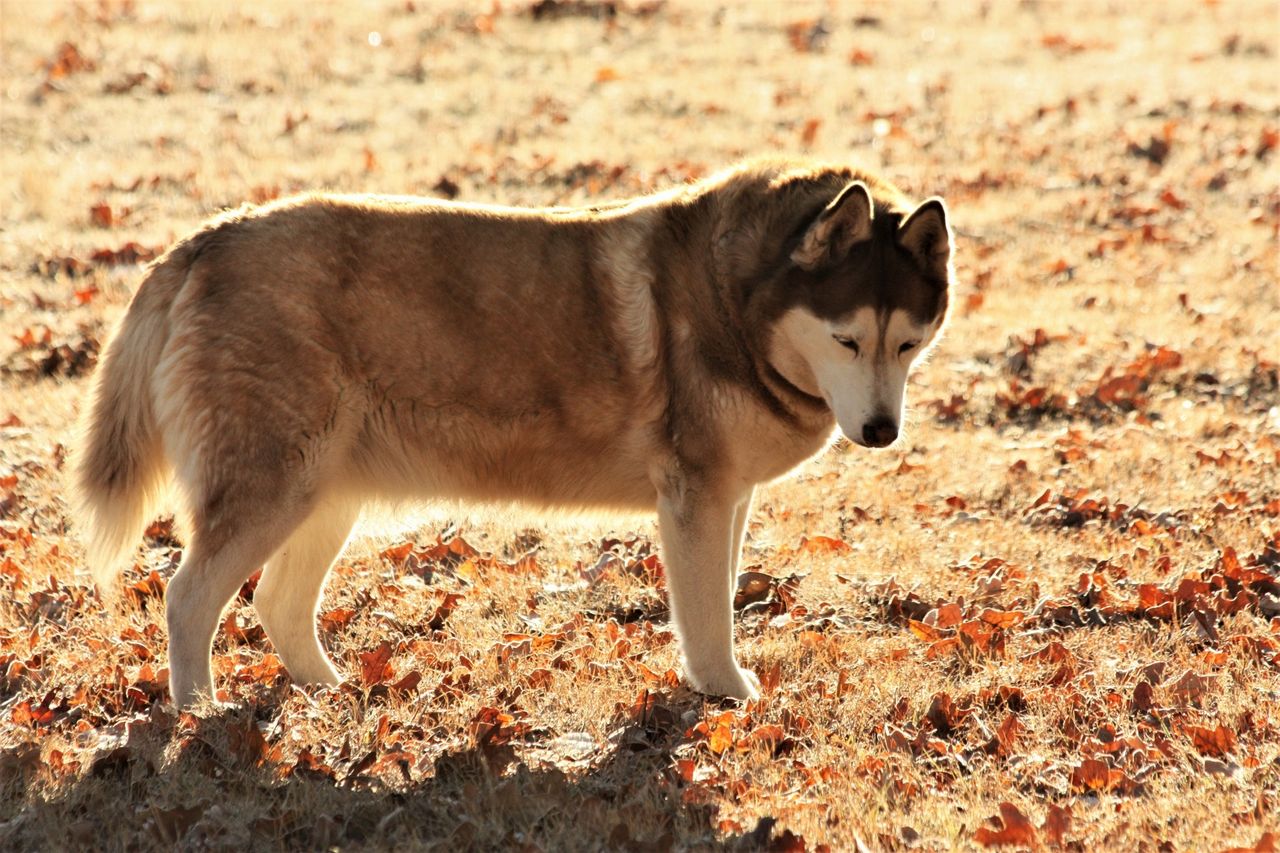 Siberian Husky