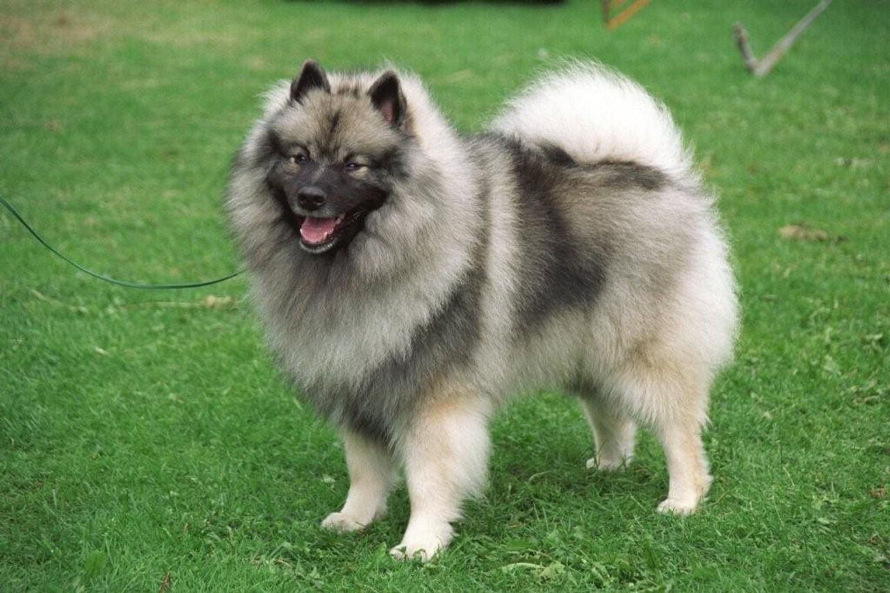 Keeshond