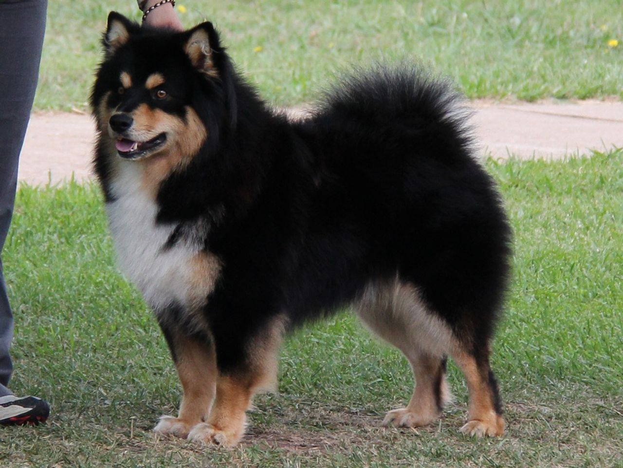 Finnish Lapphund